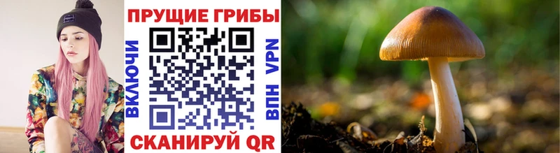 Галлюциногенные грибы Cubensis  Хадыженск 